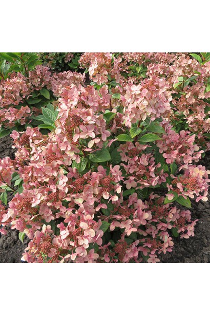 Гортензия метельчатая Полестар в полном цвете